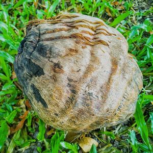 Close-up of mushroom growing on field