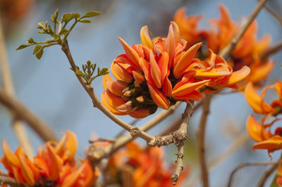 Close-up of orange flowering plant