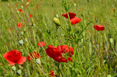 Close-up of red poppy flowers in field