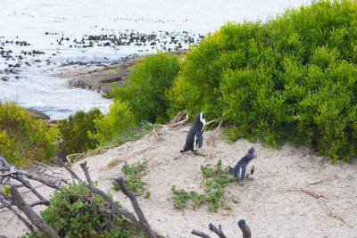 Bird on beach by sea