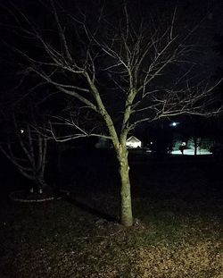 Close-up of bare tree against sky at night