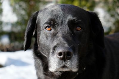 Close-up portrait of black dog