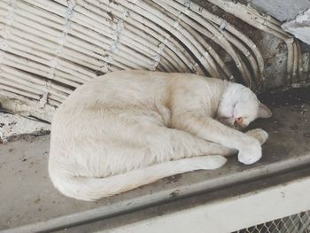 High angle view of cat sleeping