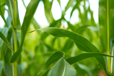 Close-up of fresh green plant