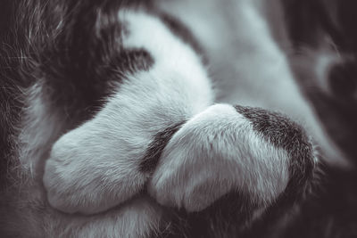Close-up of cat sleeping