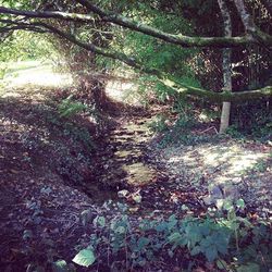 Trees in forest