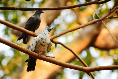 Close-up of birds perching on branch