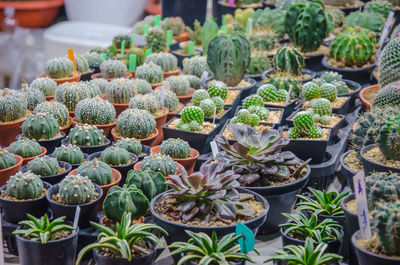 Close-up of cactus plants in greenhouse