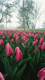 Close-up of pink tulips blooming in park