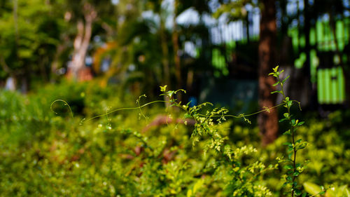 Close-up of plant