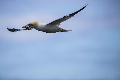 Low angle view of gannet carrying fish in mouth while flying against sky