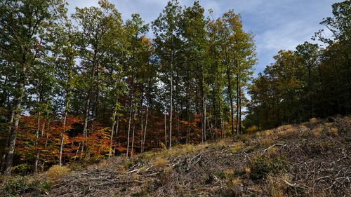 Trees in forest against sky