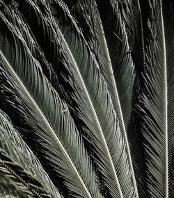 Full frame shot of palm tree leaves