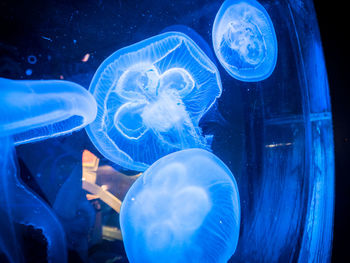 Close-up of jellyfish