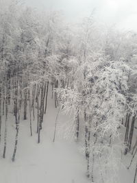 Frozen trees on snow covered land