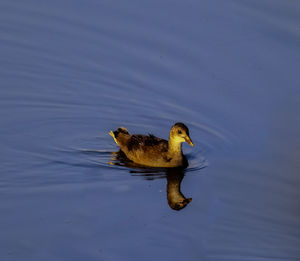 Duck swimming in a lake