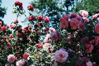 Pink flowers blooming in park