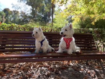 Dog sitting on bench