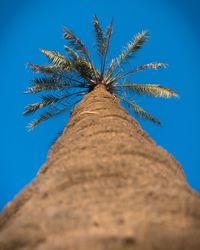 Low angle view of palm tree against blue sky