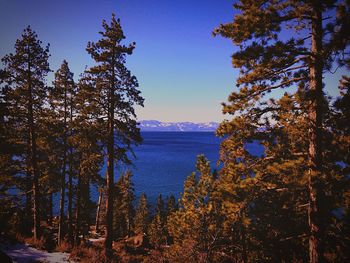 Scenic view of forest against clear blue sky