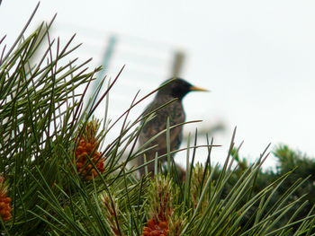 Close-up of bird on grass