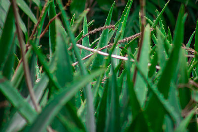 Full frame shot of bamboo plants