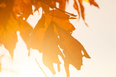 Close-up of maple leaves against white background