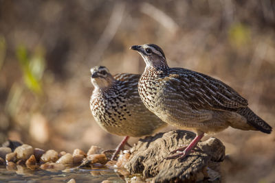 Close-up of birds