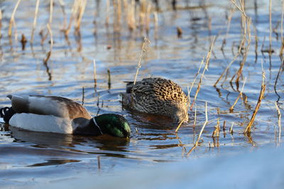 Mallard ducks swimming in lake