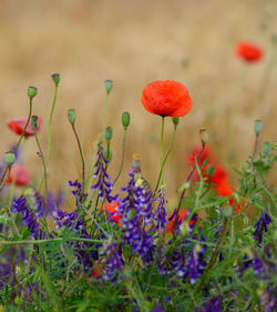Close-up of red poppy flowers growing on field