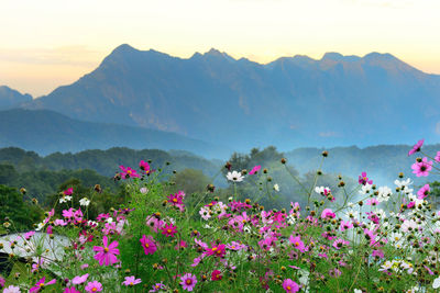 Pink flowering plants by mountains against sky