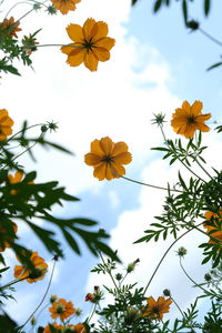 Low angle view of yellow flowering plants against sky