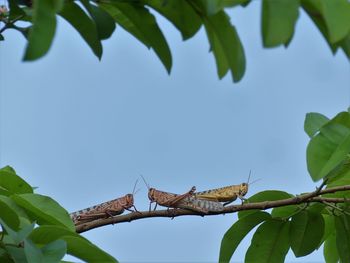Low angle view of butterfly on leaves