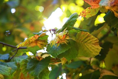 Close-up of flowering plant leaves on tree