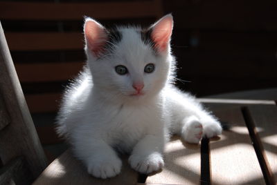 Close-up portrait of white cat