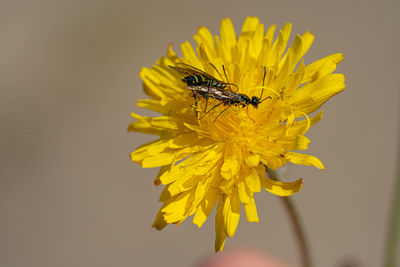 Black soldier fly flies insect hermetia illucens mating on yellow dandelions