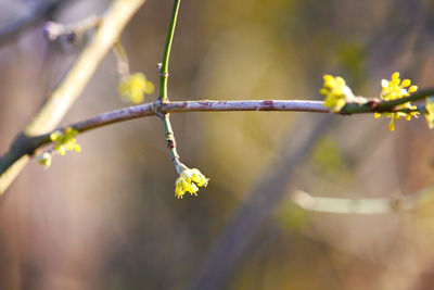 Close-up of cherry blossom on branch