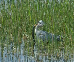 High angle view of gray heron by lake