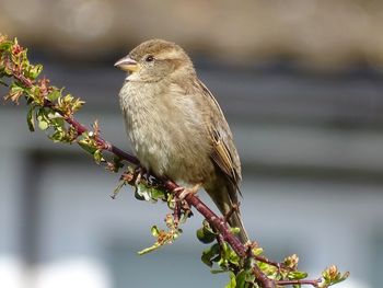 Hedge sparrow perched on a branch