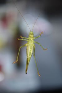 Close-up of insect on glass window