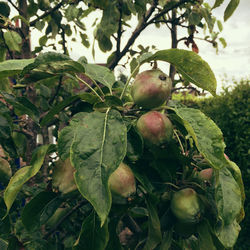 Close-up of leaves growing on tree