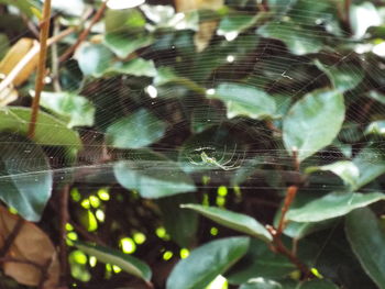 Close-up of spider on web