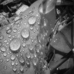 Close-up of water drops on leaf