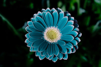 Close-up of blue flowering plant in park