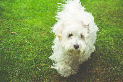 Close-up of white puppy on grassy field