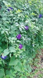 High angle view of purple flowering plants