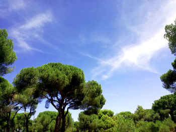 Low angle view of trees against sky