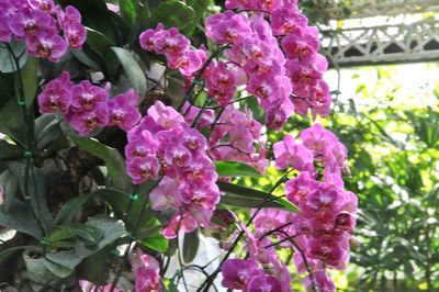 Close-up of pink flowers blooming outdoors