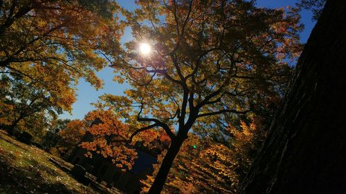 Low angle view of trees against sky