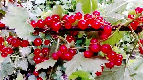 Close-up of red flowers growing on tree